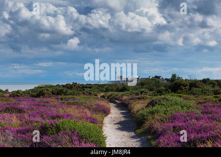 Après-midi d'été ensoleillé sur les falaises de Dunwich avec Heather en couleur et des garde-côtes cottages en arrière-plan Banque D'Images