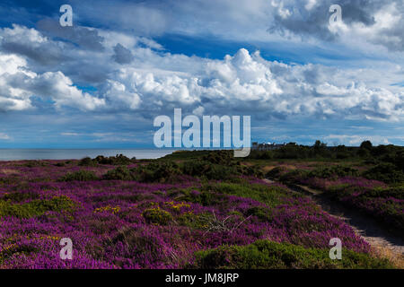 Après-midi d'été ensoleillé sur les falaises de Dunwich avec Heather en couleur et des garde-côtes cottages en arrière-plan Banque D'Images