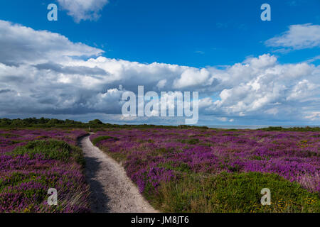 En direction nord sur une après-midi d'été ensoleillé sur les falaises de Dunwich avec Heather en couleur Banque D'Images