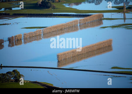 Sur les terres agricoles inondées, près de plaines Taieri Mosgiel, Dunedin, île du Sud, Nouvelle-Zélande Banque D'Images