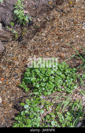 Petite tache de cresson sauvage / Nasturtium officinale sauvage de plus en plus à côté d'un courant d'eau fraîche. Concept L'eau source, petit ruisseau, l'eau propre. Banque D'Images