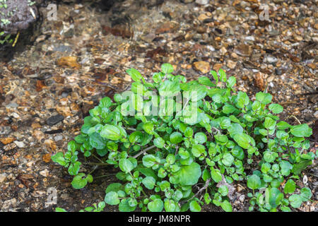 Petite tache de cresson sauvage / Nasturtium officinale sauvage de plus en plus à côté d'un courant d'eau fraîche. Concept L'eau source, petit ruisseau, l'eau propre. Banque D'Images