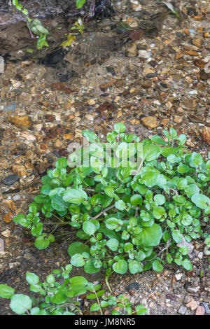 Petite tache de cresson sauvage / Nasturtium officinale sauvage de plus en plus à côté d'un courant d'eau fraîche. Concept L'eau source, petit ruisseau, l'eau propre. Banque D'Images