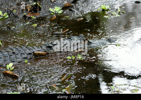 Alligator Alligator mississippiensis) (tire-bouchon dans Swamp Sanctuary, Florida, USA Banque D'Images