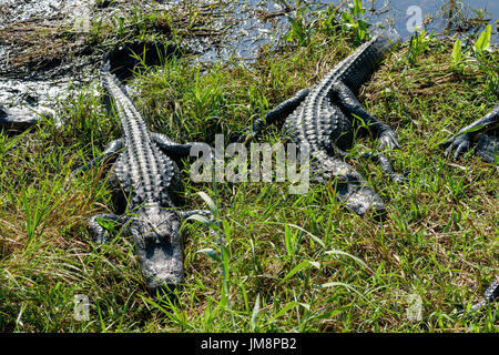 Alligators Alligator mississippiensis (américain) le pèlerin, Anhinga Trail, Parc National des Everglades, Florida, USA Banque D'Images