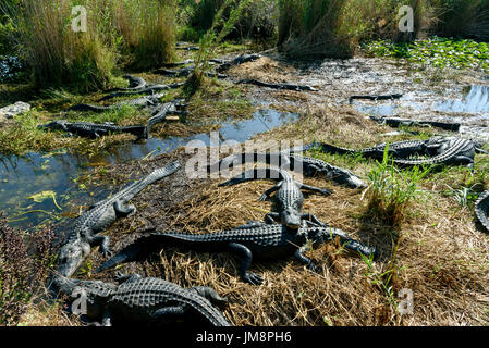 Alligators Alligator mississippiensis (américain) le pèlerin, Anhinga Trail, Parc National des Everglades, Florida, USA Banque D'Images