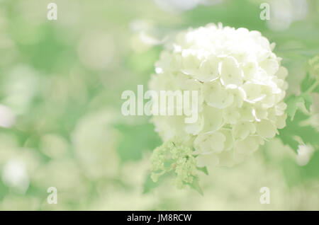 L'Hydrangea arborescens Annabelle blanc fleur fond bush Banque D'Images