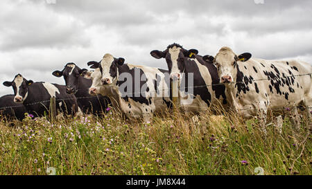 Les vaches Holstein à par dessus la clôture dans le pré Banque D'Images