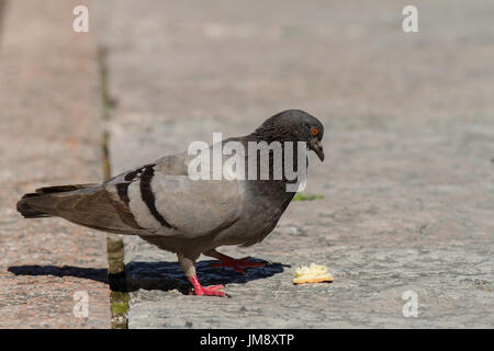 Pigeon de se nourrir de produites. Le lac de Garde. Italie Banque D'Images