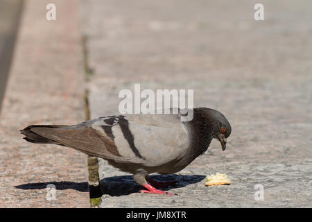 Pigeon de se nourrir de pain. Le lac de Garde. Italie Banque D'Images