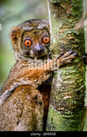 Close up of cute disparition lémurien laineux accroché à arbre dans rainforest looking at camera Banque D'Images