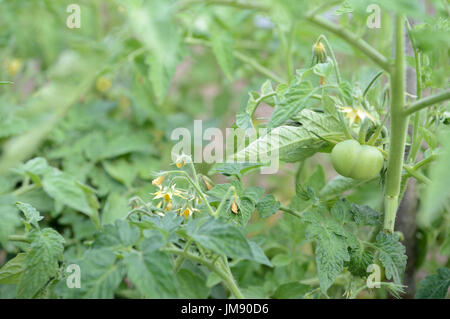 Les tomates vertes non mûres dans le jardin d'été close up Banque D'Images