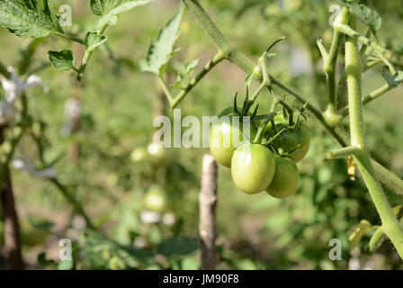 Les tomates vertes non mûres dans le jardin d'été close up Banque D'Images