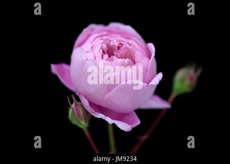 Photographie couleur, Close up of Rose Geoff Hamilton. Banque D'Images