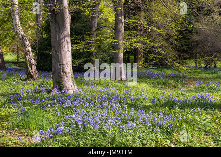 Bluebells à Perrow Thorp arboretum Banque D'Images