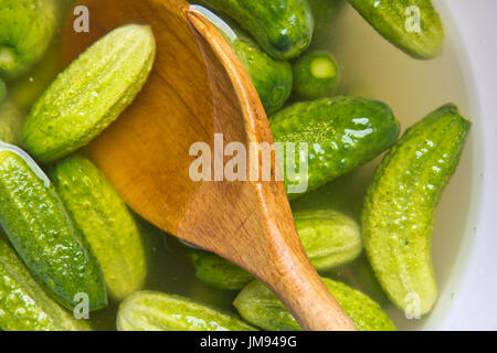 Cornichons cultivés d'être stired en saumure avant décapage Banque D'Images