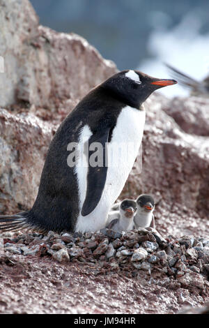 Gentoo pingouin (Pygoscelis papua) mère et ses deux bébés curieux à leur nid Banque D'Images