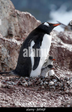 Gentoo pingouin (Pygoscelis papua) mère et ses deux bébés curieux à leur nid Banque D'Images