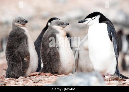 Manchot à Jugulaire (Pygoscelis antarcticus) la mère et les bébés (poussins) sur la plage Banque D'Images