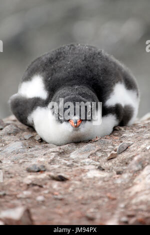 Gentoo pingouin (Pygoscelis papua) bébé couché sur la plage se reposant Banque D'Images