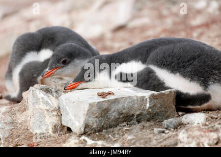 Gentoo pingouin (Pygoscelis papua) bébé couché sur la plage se reposant Banque D'Images