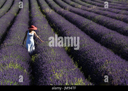 Femme en robe blanche et rose hat dans les champs de lavande près de Saignon, Vaucluse, Luberon, Provence, France. Banque D'Images