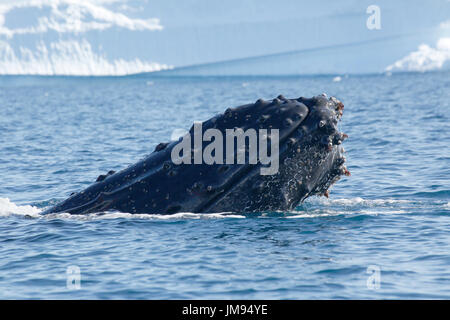 Un jeune joueur baleine à bosse (Megaptera novaeangliae) surfacing autour de zodiacs, avoir du plaisir Banque D'Images