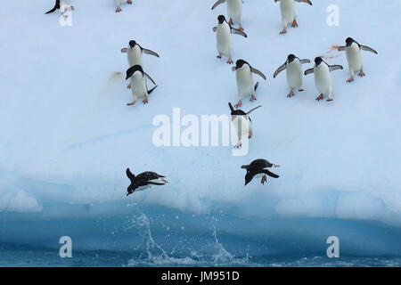 Les manchots Adélie (Pygoscelis adeliae) plusieurs fois sauter sur l'iceberg et le saut dans l'eau Banque D'Images