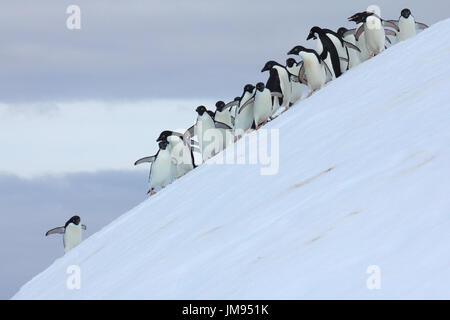 Les manchots Adélie (Pygoscelis adeliae) plusieurs fois sauter sur l'iceberg et le saut dans l'eau Banque D'Images