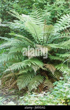 Dicksonia squarrosa à Clyne gardens, Swansea, Pays de Galles, Royaume-Uni. Banque D'Images