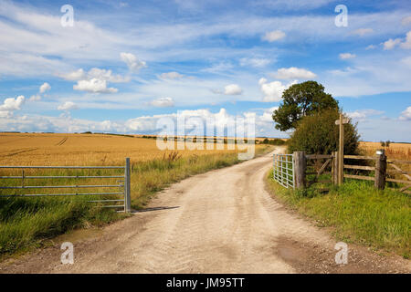 Un calcaire bridleway pittoresque voie ferme et à côté d'une récolte de blé d'or et de haies d'aubépine et de frêne bleu sous un ciel d'été dans le Yorkshire wol Banque D'Images