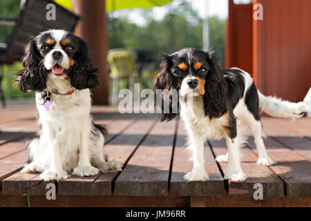 Portrait de deux chiens Épagneuls cavalier mignon - ensemble Banque D'Images