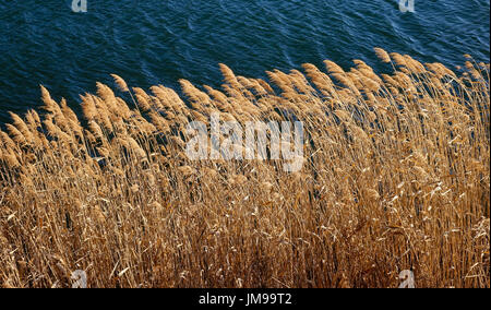 En vertu de l'herbe sétaires rétroéclairé soleil sur le lac Banque D'Images