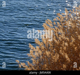 Wild grass sétaires en vertu de soleil sur le lac, près de Mt. Fuji. Banque D'Images