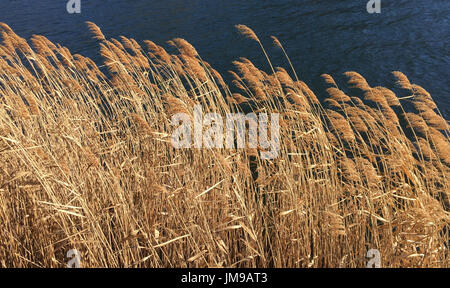 Wild grass sétaires en vertu de soleil sur le lac Banque D'Images