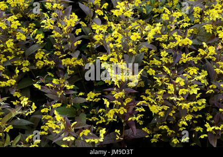 Lysimachia ciliata firecracker salicaire Banque D'Images