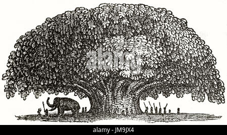 Vieille illustration d'un Baobab (Adansonia digitata). Par auteur non identifié, publié le Magasin Pittoresque, Paris, 1837 Banque D'Images