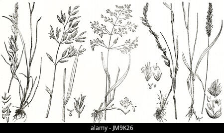 Vieille illustration de plantes graminées. Par auteur non identifié, publié le Magasin Pittoresque, Paris, 1837 Banque D'Images