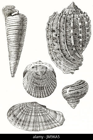Vieille illustration de cinq obus : (à partir de la bas et droite) Tellina, Turbo, pétoncle, Harpa, Cerite. Par auteur non identifié, publié le Magasin Pittoresqu Banque D'Images
