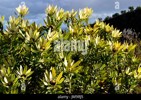 Soleil de l'Ouest (Bush Leucadendron sessile) croissance et la floraison sur la montagne Helderberg glorieusement, Afrique du Sud. Banque D'Images