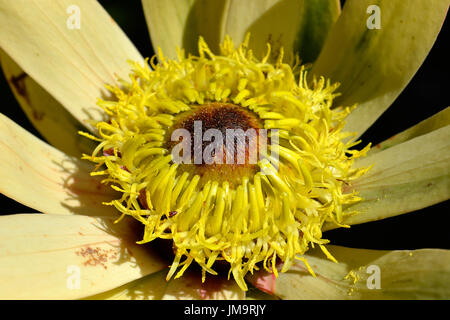 Soleil de l'Ouest (Bush Leucadendron sessile) croissance et la floraison sur la montagne Helderberg glorieusement, Afrique du Sud. Banque D'Images