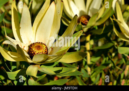 Soleil de l'Ouest (Bush Leucadendron sessile) croissance et la floraison sur la montagne Helderberg glorieusement, Afrique du Sud. Banque D'Images