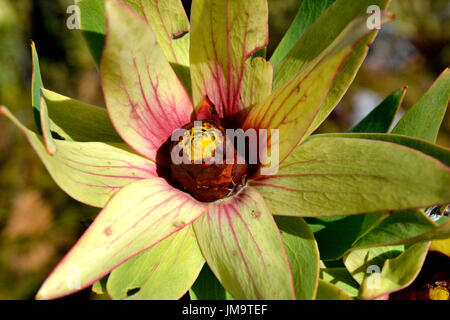 Soleil de l'Ouest (Bush Leucadendron sessile) croissance et la floraison sur la montagne Helderberg glorieusement, Afrique du Sud. Banque D'Images