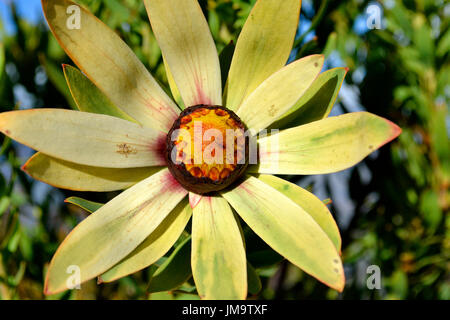 Soleil de l'Ouest (Bush Leucadendron sessile) croissance et la floraison sur la montagne Helderberg glorieusement, Afrique du Sud. Banque D'Images