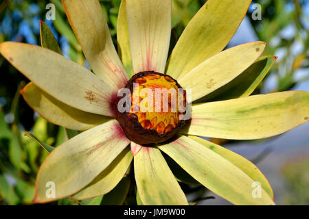 Soleil de l'Ouest (Bush Leucadendron sessile) croissance et la floraison sur la montagne Helderberg glorieusement, Afrique du Sud. Banque D'Images