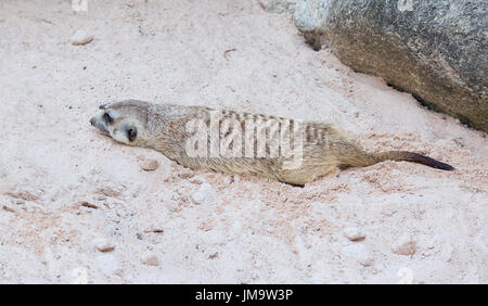 Cute light brown Ahd havinf le reste dans le soleil du désert en creusant un trou dans le sable Banque D'Images