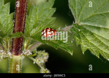 Cream-spot Ladybird (Calvia) quattuordecimguttata sur l'ortie (Urtica dioica) feuille de couverture en bord de la woodland Cheshire UK Peut 50737 Banque D'Images