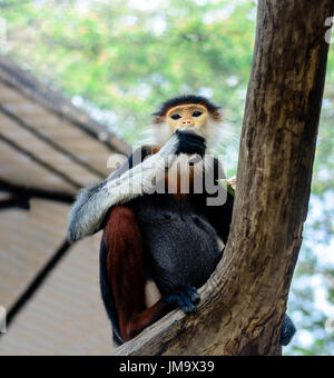 Red-shanked Pygathrix nemaeus Douc Langur ou Banque D'Images