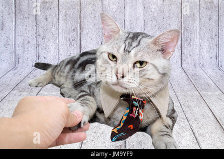 American Shorthair chat avec cravate et serrer la main de l'humain et l'espace de copie Banque D'Images