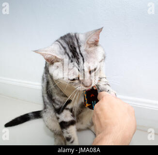 American Shorthair chat avec cravate et serrer la main de l'humain et l'espace de copie Banque D'Images